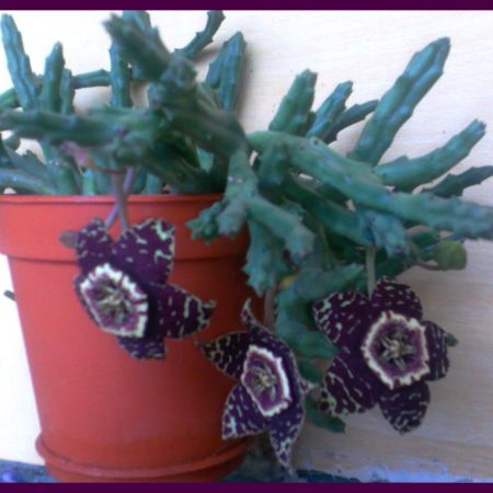 Stapelia -Steaua serifului